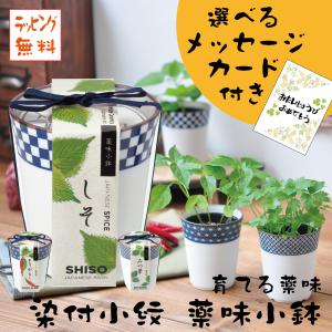 染付小紋 薬味小鉢/選べるメッセージカード付き/誕生日/栽培セット