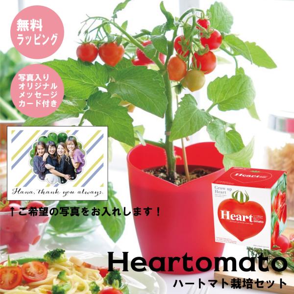 【Ti Amo】ハートマト栽培セット/写真入り選べるメッセージカード付き/誕生日/