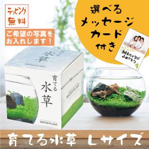 水草 種から育てるの商品一覧 通販 Yahoo ショッピング
