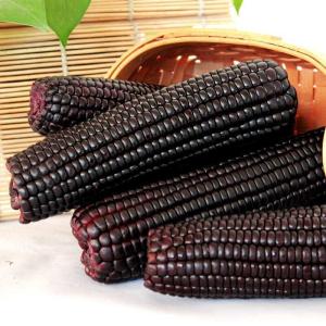 双葉　常温 真空   黒玉米  1本 玉米 粘玉米  とうもろこし