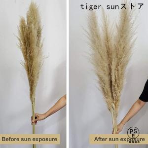 乾燥パンパスグラス観賞用高さ10本の茎27.5...の詳細画像1