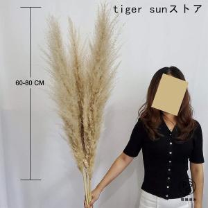 乾燥パンパスグラス観賞用高さ10本の茎27.5...の詳細画像2