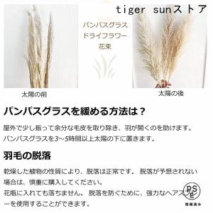 乾燥パンパスグラス観賞用高さ10本の茎27.5...の詳細画像3