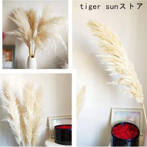 乾燥パンパスグラス観賞用高さ10本の茎27.5...の詳細画像4