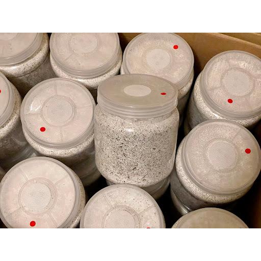 【 DDA G-ZERO 1500(プレス高圧縮) 】ギネス2冠　スマトラヒラタ108.8mm