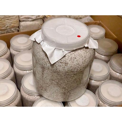 【 DDA G-ZERO 3200(プレス高圧縮) 】ギネス2冠　スマトラヒラタ108.8mm