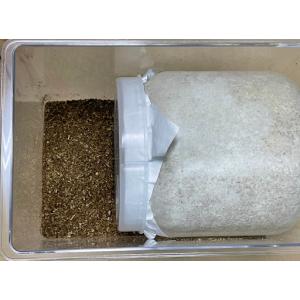 神長きのこ園 オオクワ系専用 Eカワラ産卵ボト...の詳細画像2