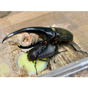 ヘラクレスヘラクレス　2・3令幼虫　800ボトルに1頭管理（※画像ペア参照：種親♂152.5胸角太目♀71.5）
