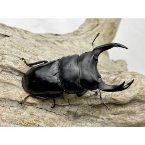 国産オオクワガタ　成虫ペア 能勢ＹG血統  ♂80mm×♀52mm