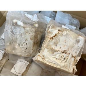 レイシ材　霊芝材　Lサイズ1本入り　安定の産卵実績・害虫雑菌なし・加水不要　オウゴンオニ　タランドゥス　レギウス等