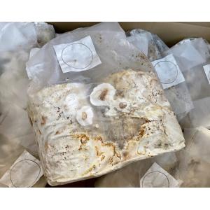 レイシ材　霊芝材　Lサイズ2本入り　安定の産卵実績・害虫雑菌なし・加水不要　オウゴンオニ　タランドゥス　レギウス等