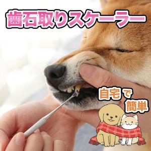 ペット用 スケーラー 犬 猫 ネコ 歯石除去 歯ブラシ 歯周病 虫歯予防 歯科｜tinotenda