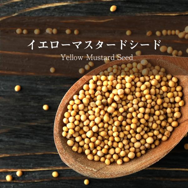 マスタード Mustard マスタードシード スパイス イエロー Yellow Seed(500gパ...