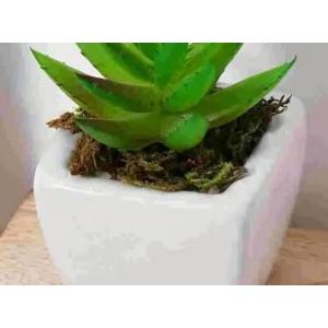 20g コイア DIYクラフト 芝生 庭園 観葉植物の装飾 ミニ風景 フェイク芝生