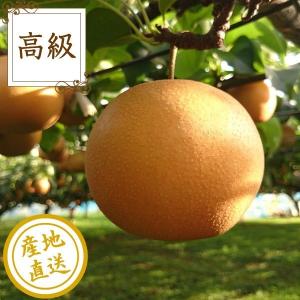 豊水 梨 フルーツ Fruits 秀品 贈答用3kg箱6〜7玉 千葉県産 産地直送 送料無料 残暑見舞 ギフト｜tms4