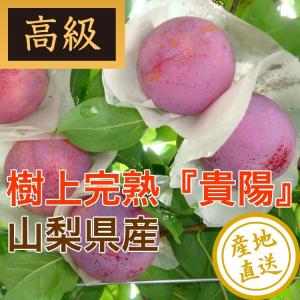 お中元 御中元 ギフト プラム フルーツ 貴陽 樹上完熟 高級プラム 秀品 大玉9〜10個入箱 山梨県南アルプス産 すもも 産地直送 送料無料 フルーツギフト｜tms4