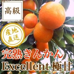 金柑 きんかん フルーツ fruits 完熟 Excellent極甘 たまたま 2L〜3Lサイズ 1kg箱 産地直送 送料無料 宮崎県産 みかん 柑橘類｜tms4