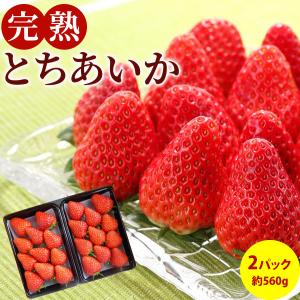 いちご とちあいか フルーツ Fruits 完熟いちご 栃木県真岡産 送料無料 産地直送 2パック入り 1パック約280g×2｜tms4