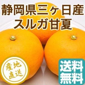 スルガ甘夏 みかん 柑橘類 甘夏 夏みかん フルーツ Fruits 4kg箱 静岡県三ヶ日産 産地直送 送料無料