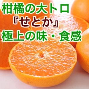 せとか 高級 みかん 柑橘類 フルーツ 5kg箱 家庭用 愛媛県産 産地直送 送料無料｜tms4