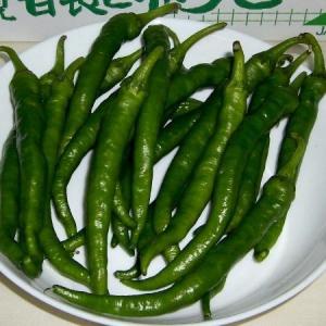伏見とうがらし ふしみとうがらし 約1ｋｇ 京野菜