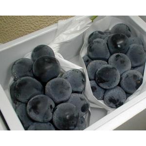 (ぶどう ブドウ 葡萄) 種なし 巨峰 巨峰 たねなしきょほ...