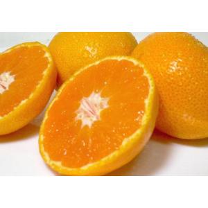 蔵出し 熟成みかん 本貯蔵 小玉 Sサイズ 約...の詳細画像3