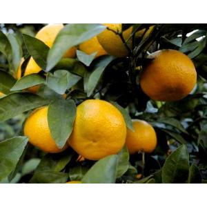 蔵出し 熟成みかん 本貯蔵 小玉 Sサイズ 約...の詳細画像4