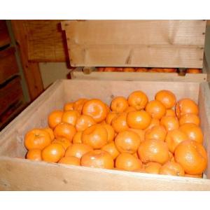 蔵出し 熟成みかん 本貯蔵 小玉 Sサイズ 約...の詳細画像5