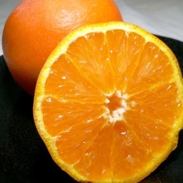 セミノール オレンジ 34個入り 和歌山産 有田 田村|柑橘 プレゼント ギフト ありだ たむら