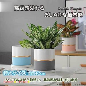 特大サイズ 陶器鉢 17ｃｍ 植木鉢 おしゃれ 鉢植え プランター 円筒形 室内鉢 受け皿付き 穴あり 多肉植物 観葉植物鉢｜tobita-store