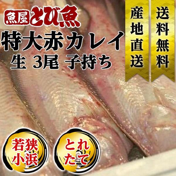 [ 水揚次第発送 ] ≪家計応援価格≫子持ち 赤カレイ 3尾 35cm前後 福井県産 国産 産地直送...