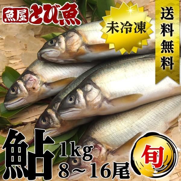 高鮮度 養殖 鮎(アユ) 1kg(8-16尾) あゆ 鮎 アユ 生鮮 生 香魚 期間限定 送料無料