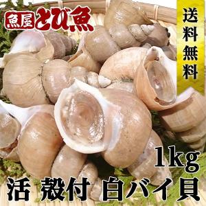 活シロバイ貝 殻付き 1kg  白バイ貝 バイ貝 エッチュウバイ