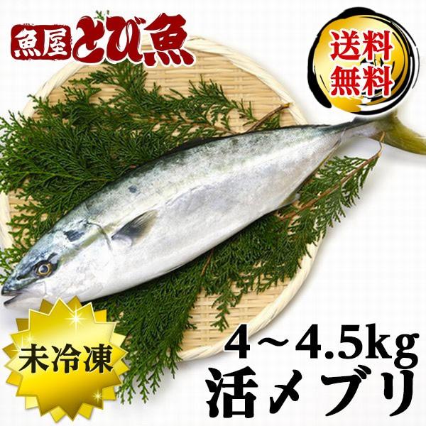 [ 水揚次第発送 ] ≪家計応援価格≫ 養殖ブリ 約4〜4.5kg 国産 特大 業務用サイズ 養殖 ...