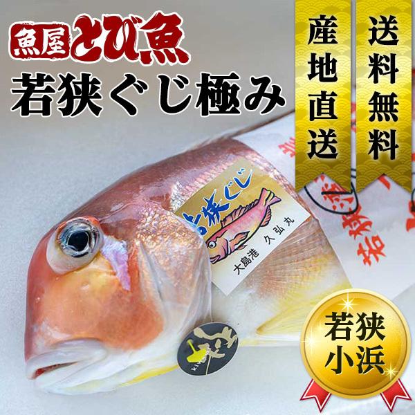[ 水揚次第発送 ]  若狭ぐじ 甘鯛 (極) 800g〜1.1kg 福井県産 国産 産地直送 特大...
