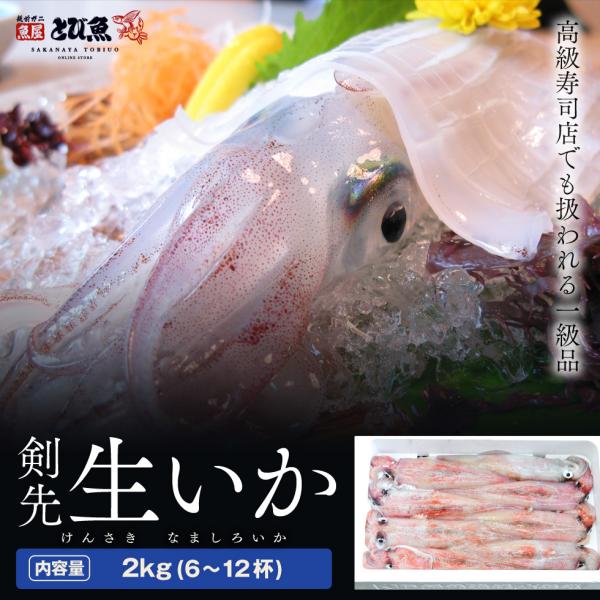 [ 水揚次第発送 ] 【朝どれ 産地直送】剣先白いか 生 2kg (6〜12杯) 生いか 剣先イカ ...