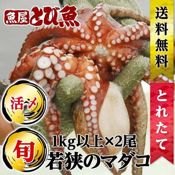 [ 水揚次第発送 ]  ≪ 産地直送 ≫ 鮮度抜群 自分で茹でてみよう マダコ 活〆 1kg以上×2...