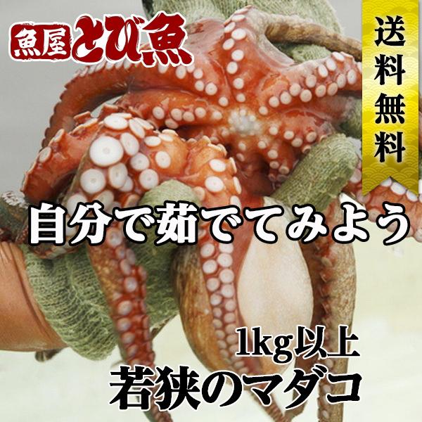 [ 水揚次第発送 ]  ≪ 産地直送 ≫ 鮮度抜群 自分で茹でてみよう マダコ 活〆 1kg以上 生...