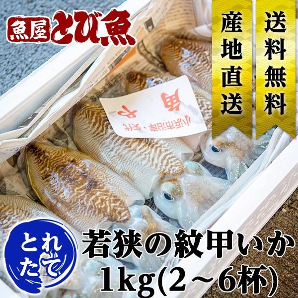 [ 水揚次第発送 ]  ≪ 産地直送 ≫ モンゴウイカ 1kg(2〜6杯) 朝どれ新鮮 紋甲いか イ...
