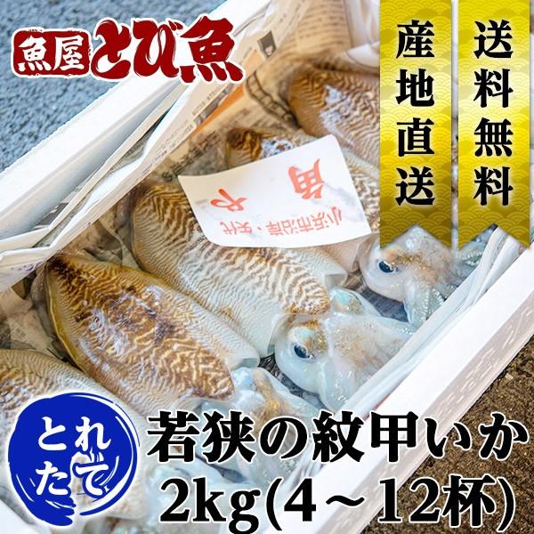 [ 水揚次第発送 ]  ≪ 産地直送 ≫ モンゴウイカ 2kg(4〜12杯) 朝どれ新鮮 紋甲いか ...