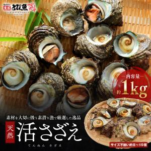 [ 水揚次第発送 ] ≪家計応援価格≫福井県産 天然 活 サザエ 1kg (サイズ不揃い8個〜15前後) 生食 刺身可 国産 砂抜き処理済み サザエ 【のし対応】sazae-w