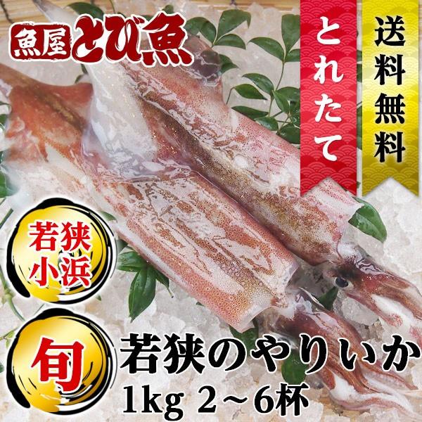 [ 水揚次第発送 ] ≪家計応援価格≫ ≪ 産地直送 ≫ 朝どれ 生ヤリイカ 1kg(2〜6杯) 新...