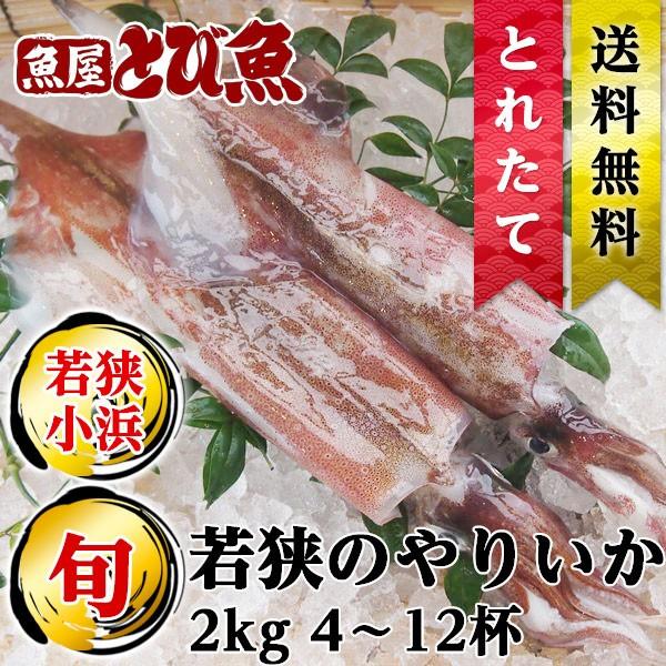[ 水揚次第発送 ] ≪家計応援価格≫ ≪ 産地直送 ≫ 朝どれ 生ヤリイカ 2kg(6〜12杯) ...