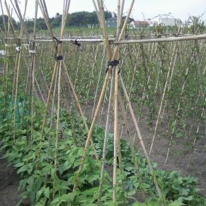 北海道内法人様限定】女竹 7尺 約210cm 10本束×5束 50本 竹 天然竹