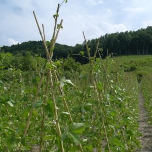 北海道内法人様限定】女竹 6尺 約180cm 10本束×5束 50本 竹 天然竹