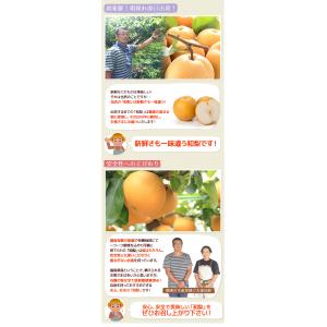 福島県産 梨 訳あり 約2.7kg(8〜15玉...の詳細画像4