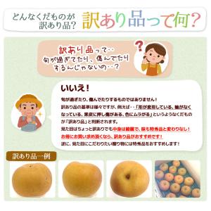 福島県産 梨 訳あり 約2.7kg(8〜15玉...の詳細画像5