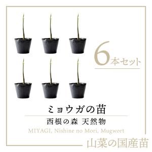 天然山菜 ミョウガ 苗 西根の森 天然山菜の苗 ミョウガのポット苗 6本 みょうが 茗荷 山菜 苗木 栽培 ガイド付き 最安値 価格比較 Yahoo ショッピング 口コミ 評判からも探せる