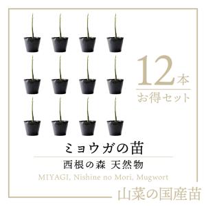 2026年度 すぐ発送 予約受付中 シルクスイート苗 10本 丈夫な苗 PVP